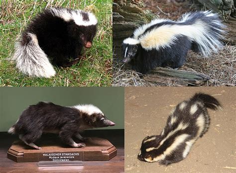 Mephitidae .